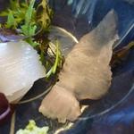 魚菜料理 縄屋 - 甘カレイ縁側がついた切り身