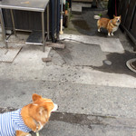 清水屋川魚店 - 看板犬とわが家の愛犬^_^;
微妙な距離感？