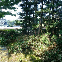 日本料理 雲海 - 
