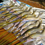 柳家 - 和良川 天然鮎