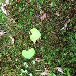 平成軽井澤食堂 - お店の入口にハート型の葉っぱを見つけました