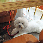 アネア　カフェ - １０秒でササミ１００g 完食！