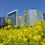 中国料理 「チャイナブルー」 - 春の浜離宮公園菜の花畑から見た、コンラッドH（左手のビル）。