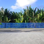 とうふの比嘉 - う～じの林を眺めながら