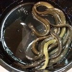 うなぎ 魚政 - 天然鰻