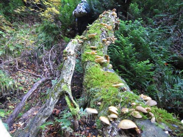 津軽割烹未来 - 青森（日本料理）の写真