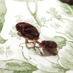 レストラン エテルニテ - レーズン '15 5月上旬