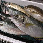 Takumi - 旬の旨い魚が活け締めされて届きます！たくみに来たら魚を食べずには帰れません！！ 