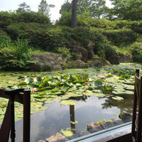 中国料理 桃李 - 初夏の軽井沢プリンス中華料理「桃李」の蓮池
