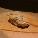 鮨 さいとう - はまぐり