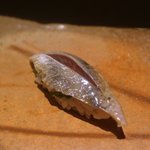 鮨 さいとう - いわし