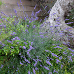 ファーム トゥー ユー - オリーブの根元にラヴェンダー