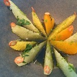 noma - 柑橘と生唐辛子