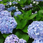 NISHIann cafe - 白金台・医科研の紫陽花