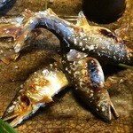 比良山荘 - まず3匹出てきました。