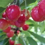 オウ ショウ カフェ - 