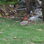 ふなうき荘 - 庭にはアカショウビンが来ます