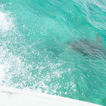 ふなうき荘 - ウミガメパラダイス