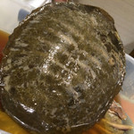 ふじ木 - 2.5キロの天然スッポン