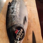 北海酒場 静内 - 活〆時鮭