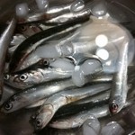 マノアパンケーキハウス - おまけ画像（お店とは関係ありません）：娘の釣り果、小イワシ２０匹！!