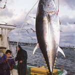 居酒屋 いごっそ - 店内にあるテレビではマスターが船に乗っていたとき撮影したマグロ船の作業の様子が流れている。