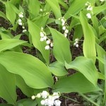 ゆから - 2015年06月03日（水）　芽生すずらん群生地