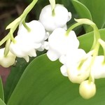 ゆから - 2015年06月03日（水）　芽生すずらん群生地