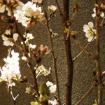 大名 絢凛 - 桜が咲いていました