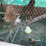 にこみやさい - 烏骨鶏？だっているんだぞ～