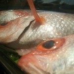 酒・肴 魚信 - 太田川/居酒屋 | 食べログ