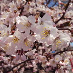 らーめん家こうじ - こうじさんの桜