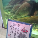 Fudo Sutoa - 手作り感あふれる水族館です