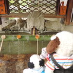 かえるcafe - お参りする前にまず手水舎でお清めしないとね。
      住吉大社はうさぎさんが神使とされているので、
      うさぎの石蔵の口から水が注がれてます。