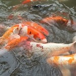 新井旅館 - 鯉たちにお麩をおごってあげました