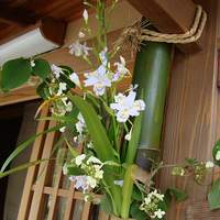 草喰 なかひがし - 玄関の花