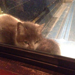 Barba - ねこちゃん（外のテラスにやってくる）