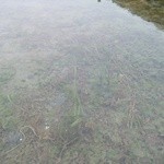 みんなのコーヒー - 近くの海岸のアマモ