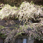 明神館 - 2010年5月：しだれ桜が輝いてる