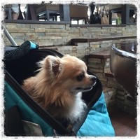 ジンジャーズビーチ - 店内中央4席のみペット可