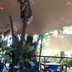 Cairns Tropical Zoo - コアラ落ち着きがない