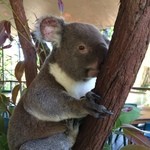Cairns Tropical Zoo - 近くでコアラを見ながら食事・触ることも可