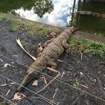 Cairns Tropical Zoo - ワニ