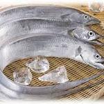 Daishin Nishiiru Burufisshu - 有田の太刀魚は日本一の漁獲量です。