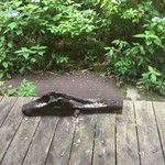 蕎仙坊 - 2015/06/28 縁側に置かれた餌置き