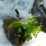 上高地食堂 - 奥入瀬渓流