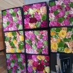 Nicolai Bergmann NOMU - 