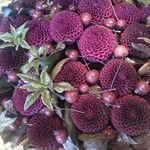 Nicolai Bergmann NOMU - 