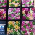 Nicolai Bergmann NOMU - 