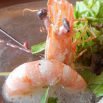 海辺の途中 - 天使の海老